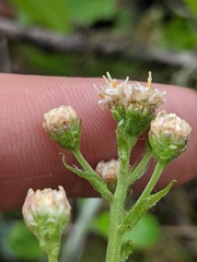 Antennaria racemosa
