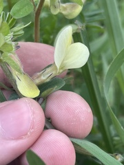 Vicia hybrida