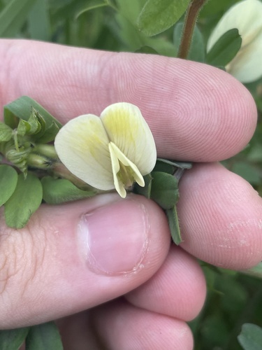 Vicia hybrida, photograph 2