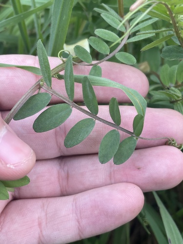 Vicia hybrida, photograph 3