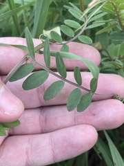 Vicia hybrida, photograph author not stated, no rights reserved