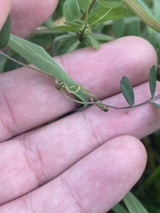 Vicia hybrida, photograph author not stated, no rights reserved