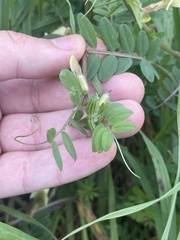 Vicia hybrida, photograph author not stated, no rights reserved