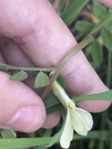 Vicia hybrida, photograph 6