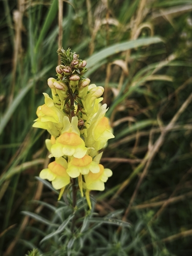 common toadflax