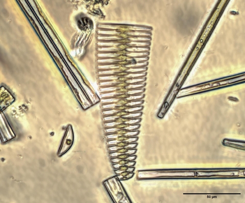Fragilaria crotonensis