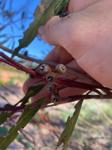 Eucalyptus oleosa observed 2026-09-16