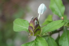 Ecbolium ligustrinum