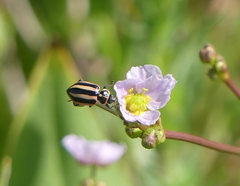 Paranaemia vittigera