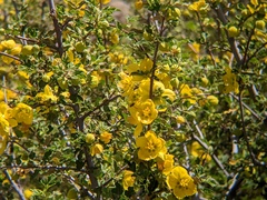 Fremontodendron californicum