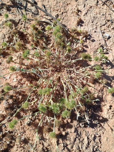 Medicago minima observed 2026-09-16