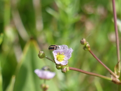 Paranaemia vittigera
