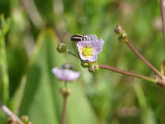 Paranaemia vittigera