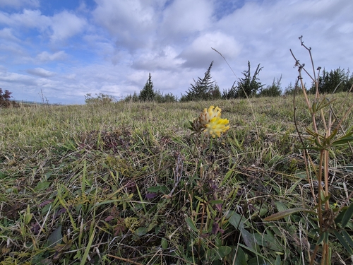 Anthyllis vulneraria, photograph 6
