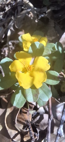 Hibbertia diffusa observed 2026-09-19