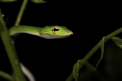 Ahaetulla mycterizans, 2026-09-19