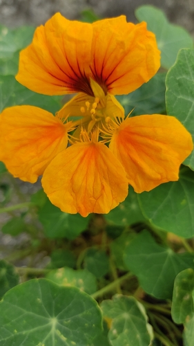 garden nasturtium