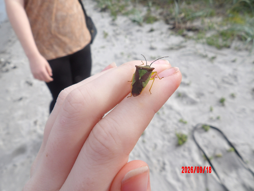Hawthorn Shield Bug