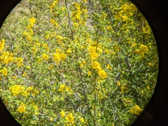 Fremontodendron californicum