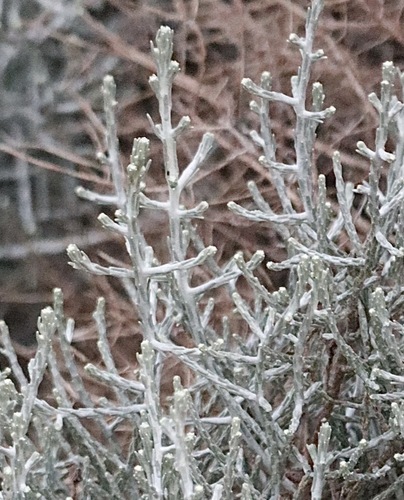 Cushion Bush