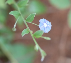 (c) Aparna, some rights reserved (CC BY) Evolvulus alsinoides, photograph (c) Aparna, some rights reserved (CC BY)