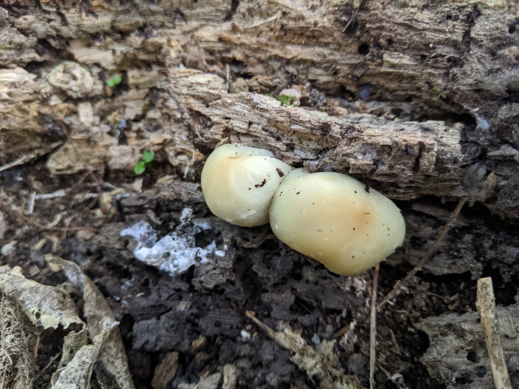 Psilocybe weraroa from Taupo, NZ-WK, NZ on May 19, 2020 at 02:57 PM by ...