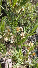 Trixis angustifolia