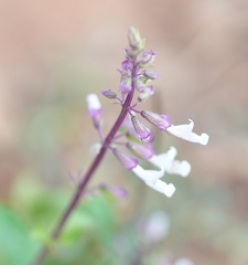 Orthosiphon thymiflorus, photograph (c) Aparna, some rights reserved (CC BY)