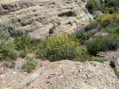 Fremontodendron californicum