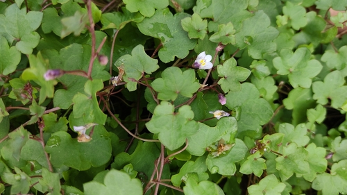 Ivy-leaved toadflax