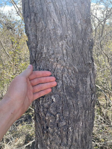 Eucalyptus robusta observed 2026-09-19