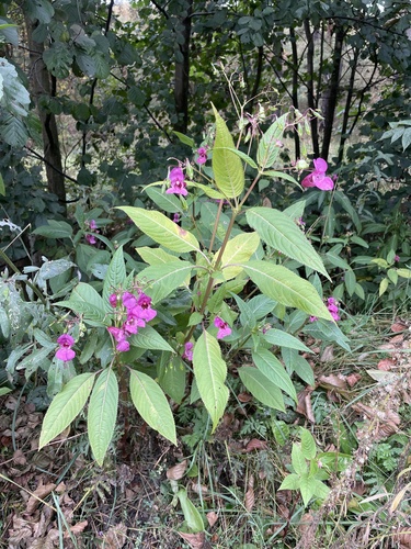 Himalayan balsam