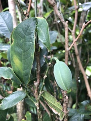 Magnolia coco