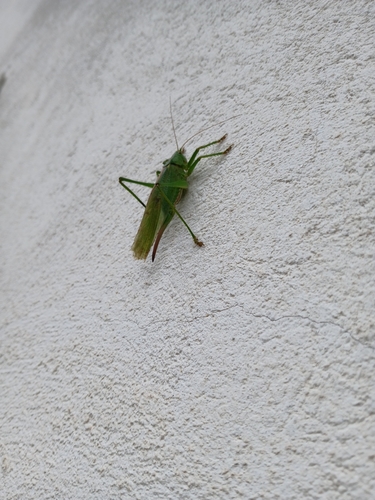 Great Green Bush-cricket