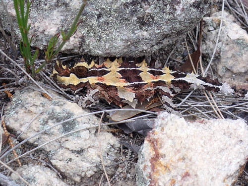 Thorny Devil