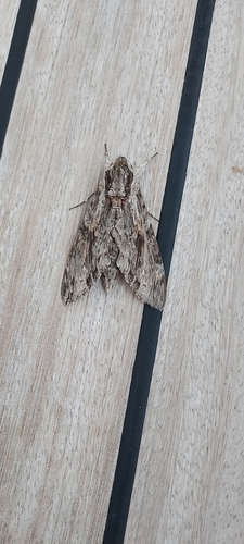 Convolvulus Hawkmoth