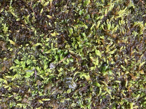 Brachythecium rivulare observed 2026-09-19