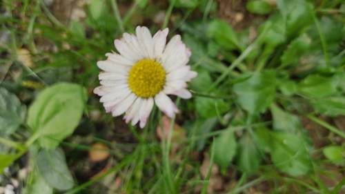 Lawn daisy