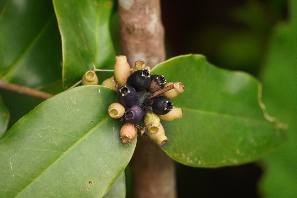 Memecylon caeruleum; photograph (c) Ben Costamagna, some rights reserved (CC BY)