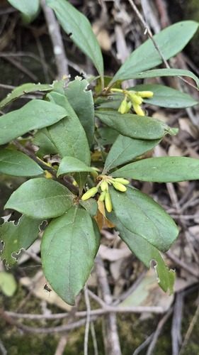 Pittosporum revolutum, photograph 5