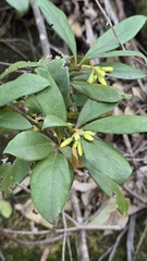 Pittosporum revolutum, photograph (c) Petra Holland, some rights reserved (CC BY)