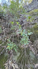 Pittosporum revolutum, photograph (c) Petra Holland, some rights reserved (CC BY)