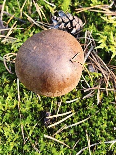 Bay Bolete