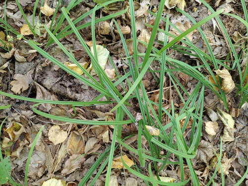 Hairy Sedge