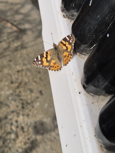 Australian Painted Lady