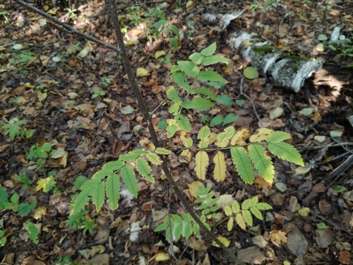 European mountain ash