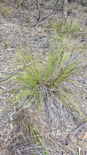 Gahnia aspera, photograph 5