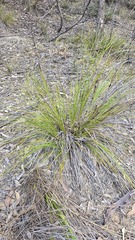 Gahnia aspera, photograph (c) Petra Holland, some rights reserved (CC BY)