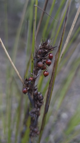 Gahnia aspera, photograph 3