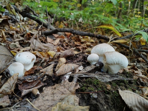 common puffball